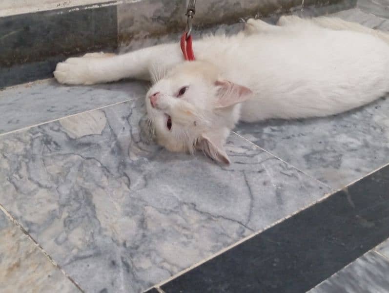 white kitty Persian cat 0