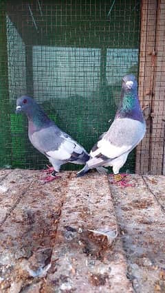 Pigeons breeder pairs
