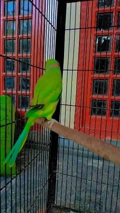 Green parrot Male