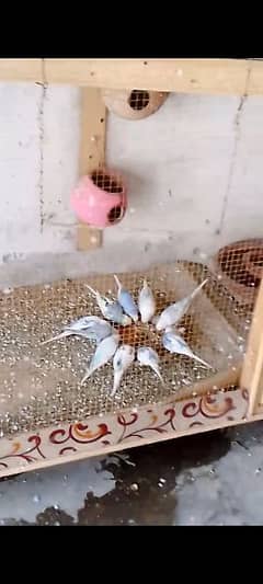 35 pcs budgie parrots for sale in faisalabad 0