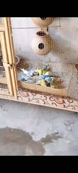 35 pcs budgie parrots for sale in faisalabad 1