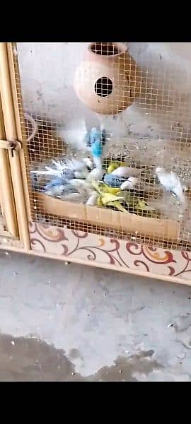 35 pcs budgie parrots for sale in faisalabad 2