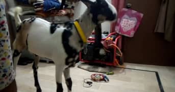 only what's app 03152425234. For Sale Nasli Goat 5 Month Wieght 27 plus
