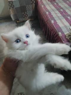 Persian doll face kitten