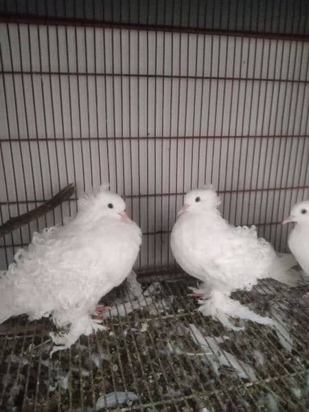 White frill breeder pair and yellow saddle breeder female 3