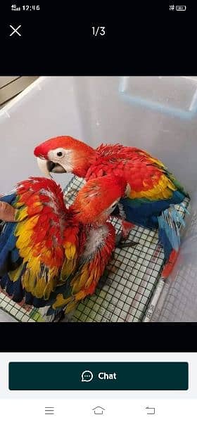 Red macaw parrot 03418561122 1