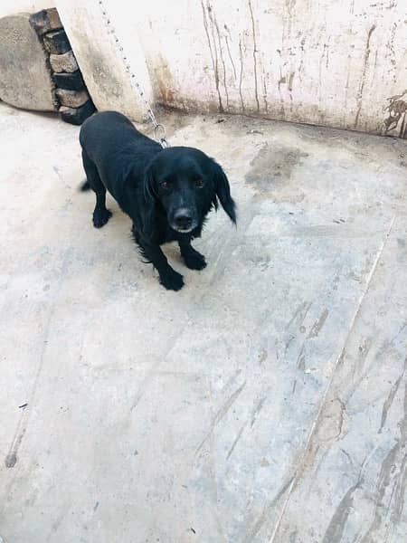 black dog age 9 month spiner 3