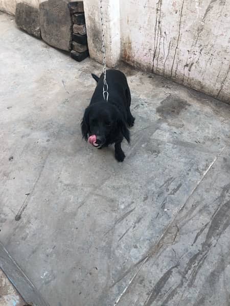 black dog age 9 month spiner 4