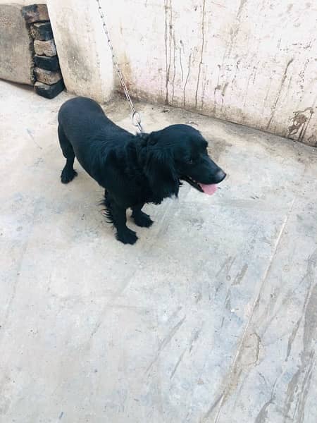 black dog age 9 month spiner 5