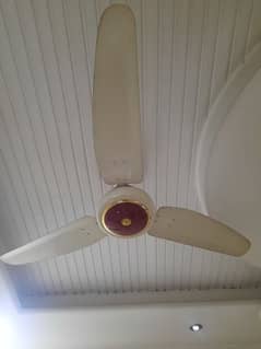 Royal ceiling Fan 56"