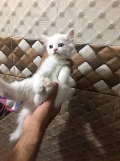 Persian kitten looking for new home