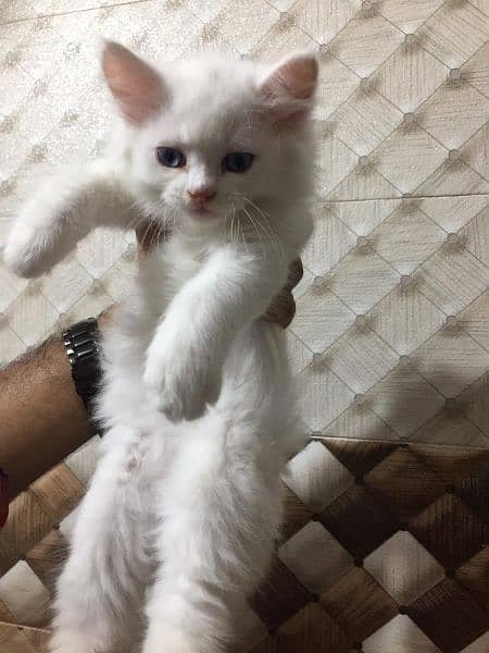 Persian kitten looking for new home 1
