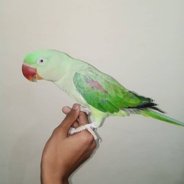 kashmiri raw parrot 0