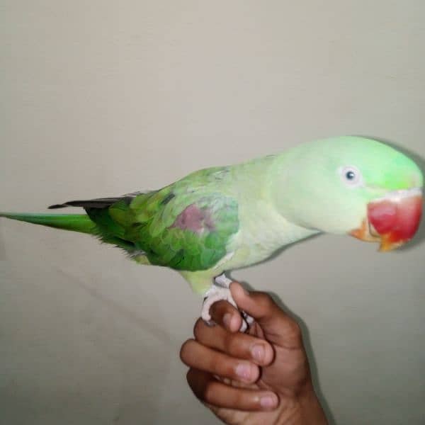 kashmiri raw parrot 1