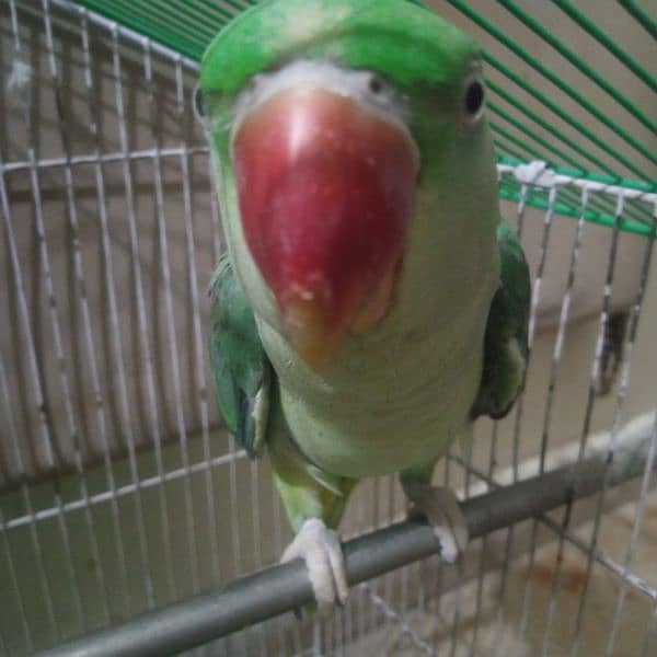 kashmiri raw parrot 2