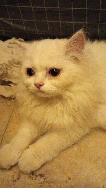 Persian kittens for sale in Rawalpindi/Islamabad 2