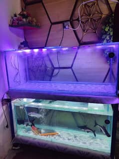 two 4ft monster aquarium for sale with accessories