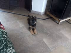 German shepherd male puppy fo sale