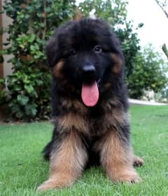 German Shepherd 2024 champion dog pups