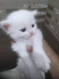 Persian kittens for sale in Rawalpindi/Islamabad 0