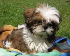 Shihtzu