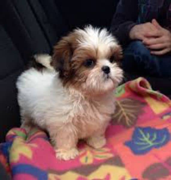 Shihtzu puppie available for sale 2