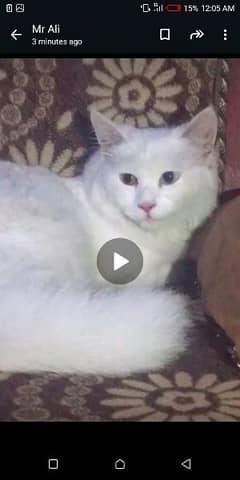 white female cat with 2 color eyes