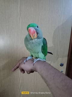 Raw parrot available 0