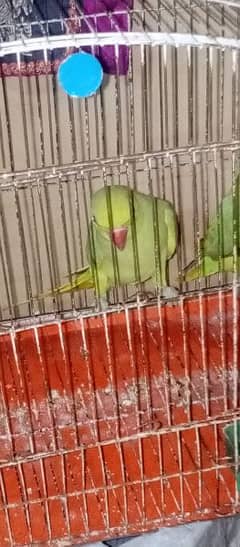 pair green parrot