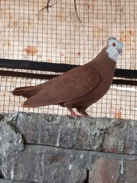 sherazi German beauty santinat mokhi total 15 pigeons hain 0