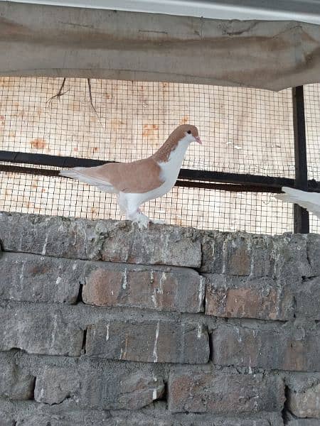 sherazi German beauty santinat mokhi total 15 pigeons hain 1