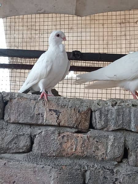 sherazi German beauty santinat mokhi total 15 pigeons hain 2