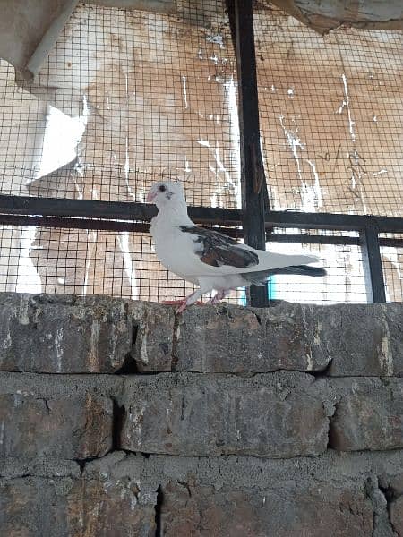 sherazi German beauty santinat mokhi total 15 pigeons hain 3