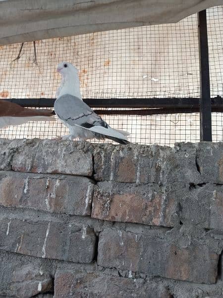 sherazi German beauty santinat mokhi total 15 pigeons hain 4