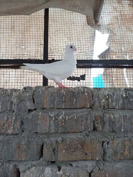 sherazi German beauty santinat mokhi total 15 pigeons hain 5