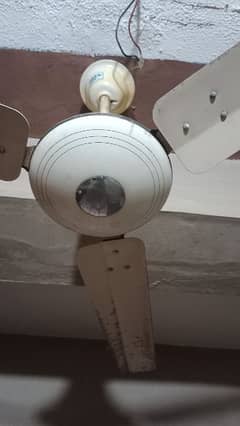 Celling Fan