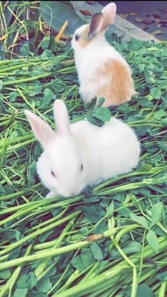 Breeder Rabbits Pair Available Multiple breed 0
