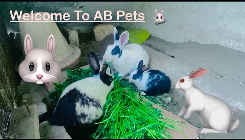 Breeder Rabbits Pair Available Multiple breed 1