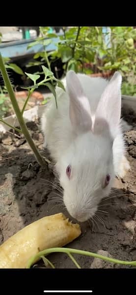 Breeder Rabbits Pair Available Multiple breed 2