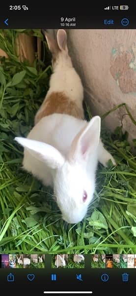 Breeder Rabbits Pair Available Multiple breed 3