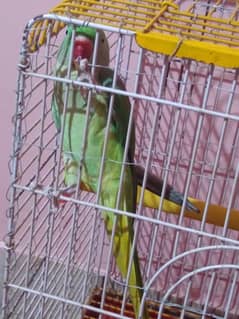 I want to sale my Pahari Parrot male only 5 month