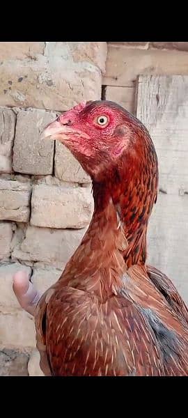 heera,lasani,lakha 100 % fertile eggs 2