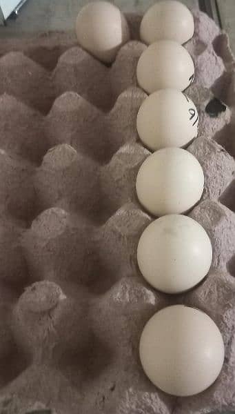 heera,lasani,lakha 100 % fertile eggs 6