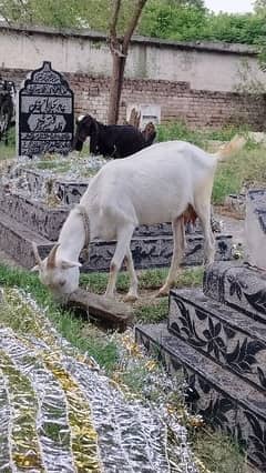 Tadi Thapri goat.