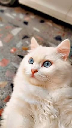 imported cat forsale full frankly cat cute and beautiful