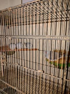 two pair dove fully bridger pair healthily & active