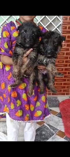 black German Shepherd male And Female available