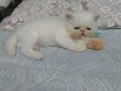 Piki face Persian female kitten for sale