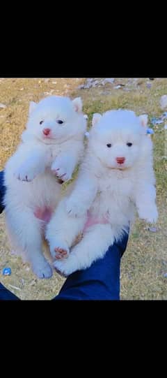 Russian Puppies for sale