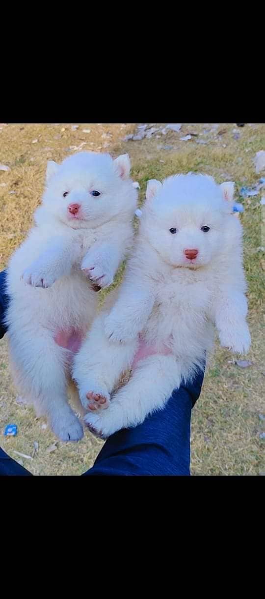 Russian Puppies for sale 0